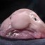 mighty blobfish