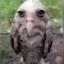 Le Birb officialnie