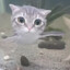 mrgladstone