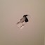 Drywall Puncher