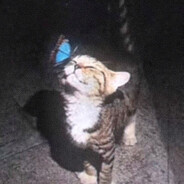 KamikaZe's avatar