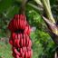 красные бананы rzn62