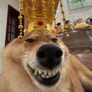 给我杀一个呗呜呜呜