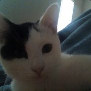 bull[T4E] - steam id 76561197961411591