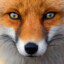 Foxfort :3