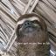 Savage Sloth