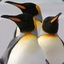 king_penguin