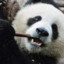 Mr.Miś Pandaジ