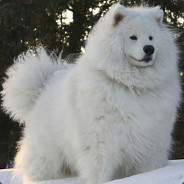 Floofy Death