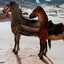 Horse Centipede