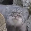 MaNuL