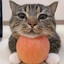 apple cat