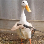 o shit duck