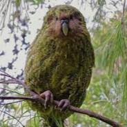 Chubby Parrot