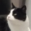 我家肥猫30磅