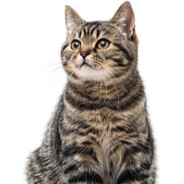 狸花猫😻猫影游踪