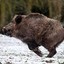 Wild Boar