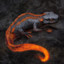 Salamander