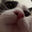 mewshh