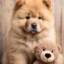 Chow Chow