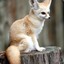 Fennec Fox