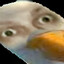 Ptaku
