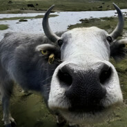 超级无敌暴龙战士