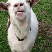 Goaaaty Goat☛☚ FREEMONEY.NET - steam id 76561198051030799