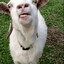 Goaaaty Goat☛☚