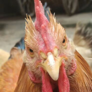 勾勾搭霸凌太哥儿