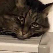 Alja