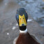 lonely_duck