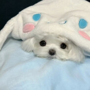 宇宙无敌第一美少女