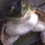 Frog_Sus