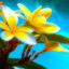 Plumeria