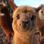 Lama