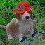 V1c 大爹-- DOGTHAI