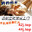 icemeal