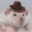 Rat with a Hat