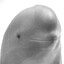 asd