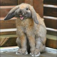 Я шьокольядний заяц