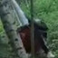 Gnome