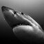 shark
