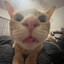MickeMitch