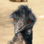 EMU