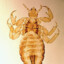 Louse #47