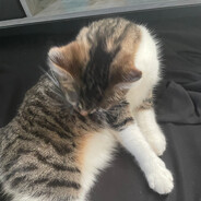 mikes purple vomit owo