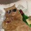 Drunk Cat