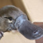 GreaterPlatypus