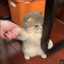 ferocious Kitten